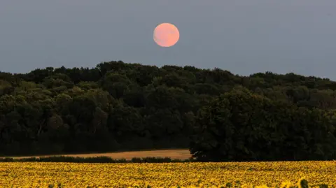 Denise Nuttall The moon above a forest, with sunflowers in the foreground.