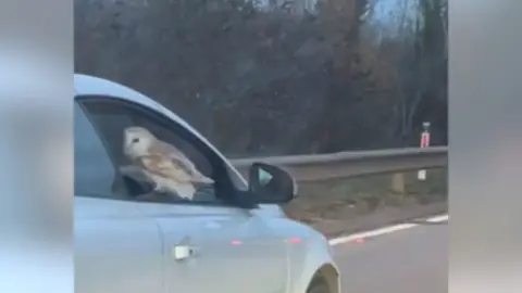 Barn owl perched on open window of moving car