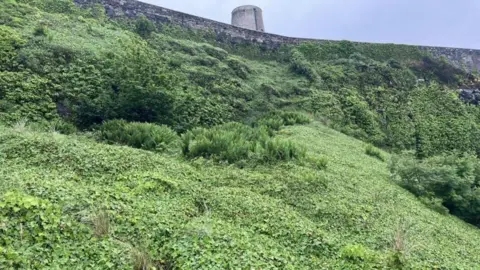 Life Wader A bank of ivy and shrubs run up to a castle wall 