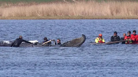 Danny Gohlke/AFP People stand close to a stranded humpback whale in the Wismarer Bucht bay of the Baltic Sea off the island of Poel, northern Germany