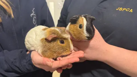 A picture of two people holding the Guinea pigs. They are both ginger in colour with stripes.