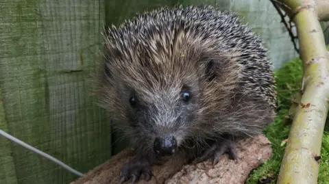 PA Media A hedgehog looking towards the camera. It is stood on a log with a slim branch nearby, and is at the bottom of a green, wooden garden fence.