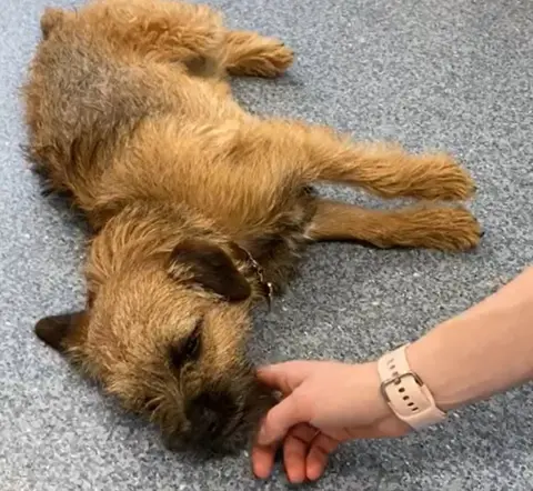 Dixon and Young Veterinary Surgery Border terrier Pringle believed to have eaten cannabis