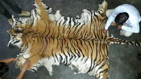 Belinda Wright/WPSI A tiger skin seized in Uttarakhand in northern India in May 2016