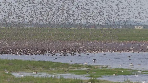 RSPB/PA Wader flocks on The Wash, Snettisham, Norfolk.