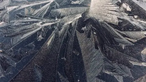 Becca Collacott Frosty leaves