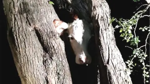 HIFRS Cow stuck in tree in Stockbridge