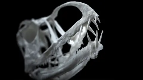 Brigham Young University Printed 3D model showing sharp front teeth