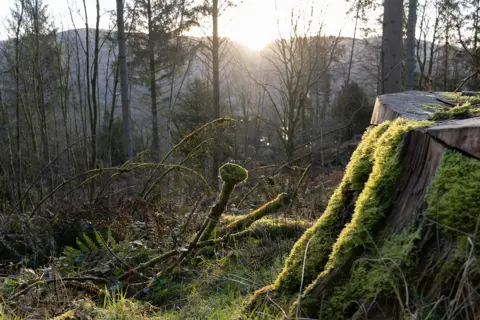 Mossy stump