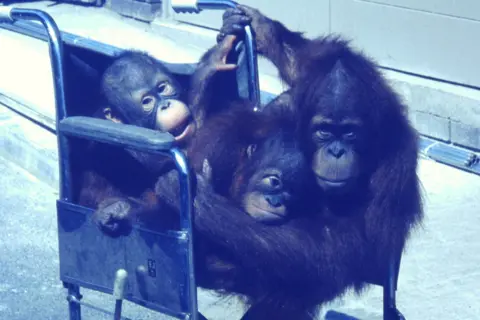 the three babies, Henrietta, James and one whose name I cannot remember were put into a wheelchair and duly taken for a walk