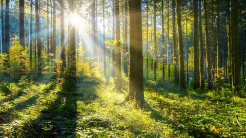 Getty Images Trees