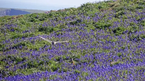 Graham Thomas An owl swooping low over some bluebells