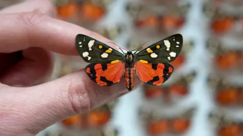 Museum of Natural History Butterfly