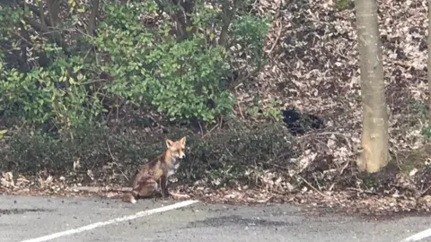 Mehdi Khelfat/RTBF A fox spotted in the RTBF car park by journalist Mehdi Khelfat