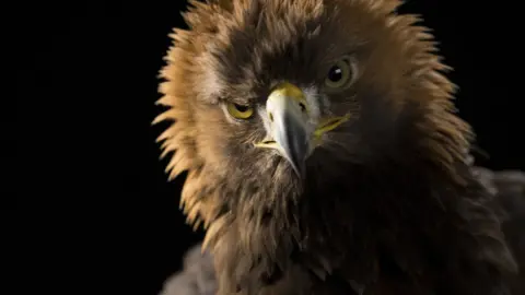 BBC/Simon Baxter Golden eagle