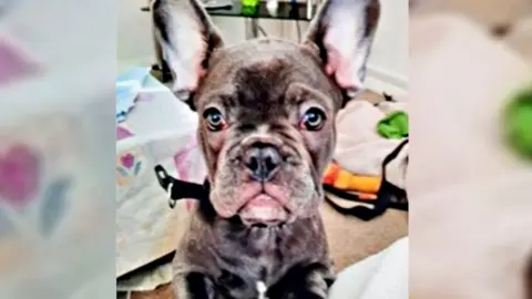 Avon and Somerset Police Stolen French bulldog