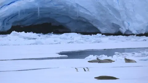 Victoria Gill Antarctic sea ice (c) Victoria Gill