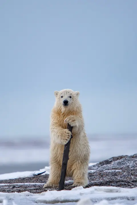 Khurram Khan/Comedy Wildlife Photography Awards Polar bear