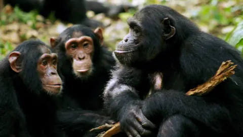 Chimps in Uganda (c) Cat Hobaiter