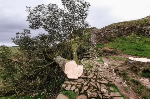 Darren Edmonds The toppled tree