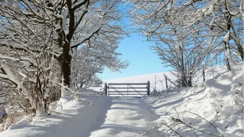 Laura Shepherd A snow-covered lane