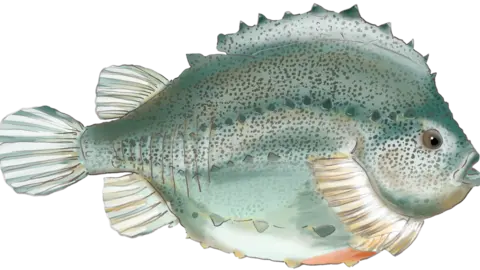 Loughs Agency lumpfish