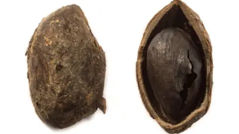 Highways England Pistachio nut