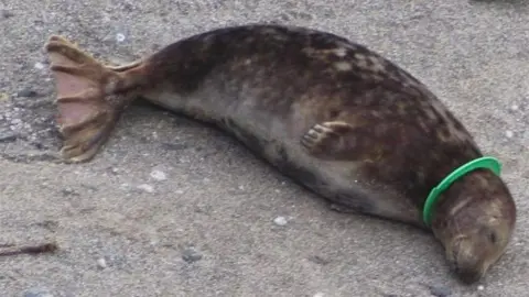 Cornwall Seal Group Research Trust Seal snared b