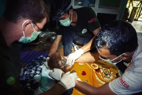 Charlie Dailey SOCP vet, Dr Pandu Wibisono, Dr Ian Singleton and his staff administer aid to a sick orangutan found in the forests by SOCP rangers.