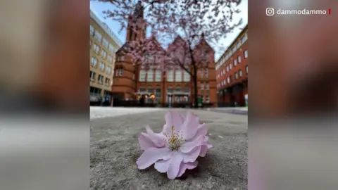 BBC Oozells Square blossom