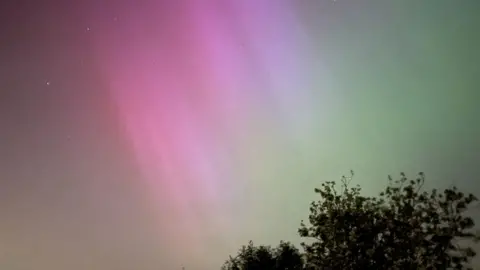 Jane Godden The northern lights in green and purple over trees in Alveston near Bristol