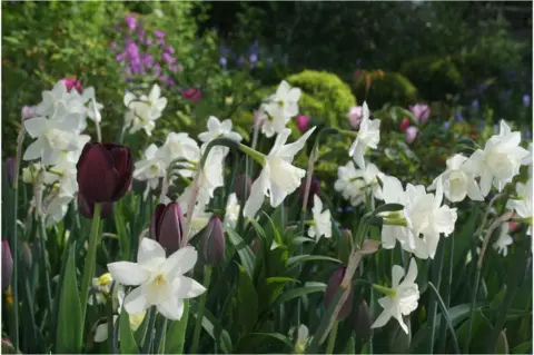 Juliet Sargeant Flowers