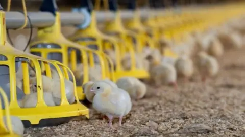 Getty Images Hatchery