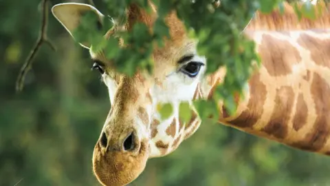 Getty Images A giraffe