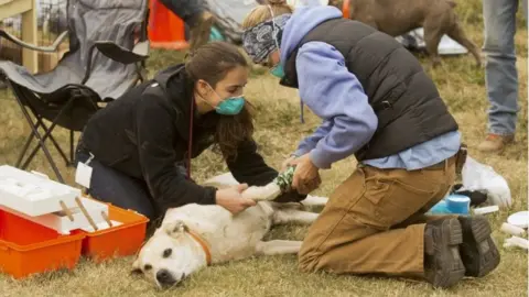 EPA A dog is banded up by college students