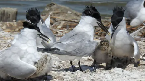 Dorset Wildlife Trust nesting sandwich terns