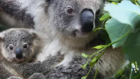 Getty Images Koala joey Humphrey is comforted by mother Willow at Taronga Zoo on March 02, 2021 in Sydney, Australia