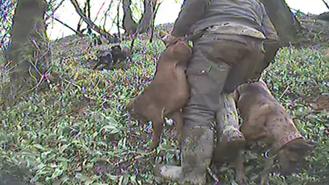 Undercover picture of man carrying dogs by tail