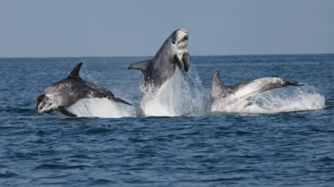 Pine Eisfeld-Pierantonio Risso's dolphins