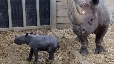 Baby black rhinoceros with mum in enclosure