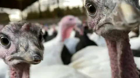 Turkeys