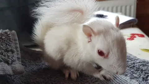 Wiltshire Wildlife Hospital Baby albino squirrel