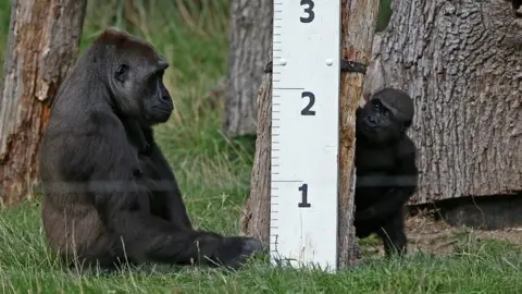 Reuters Gorillas beside tape measure