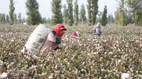 Getty Images a cotton field in Xinjiang in 2010