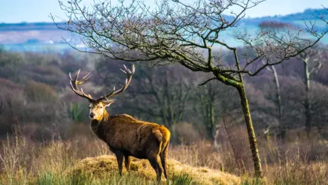 Ashley Williams A stag at Margam Park
