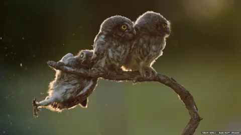 Tibor Kercz/ Barcroft images Owls