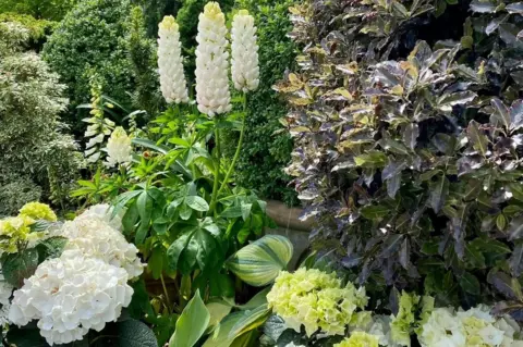 Alexandra Wilson-Jones Potted plants