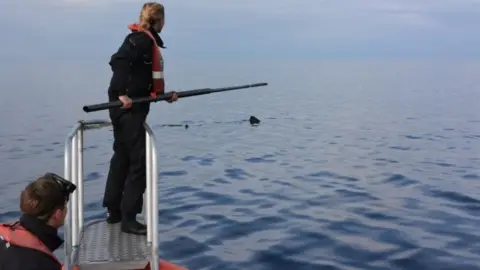 Lilian Lieber Swabbing a basking shark