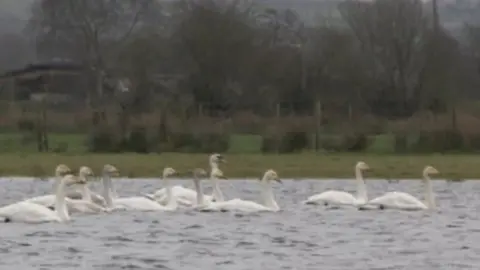 Whooper swans at Lough Beg