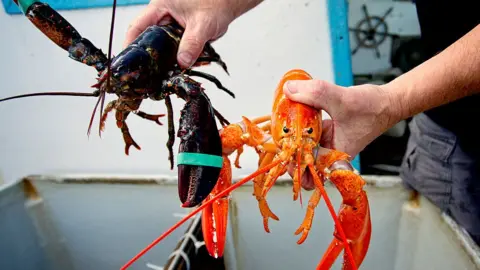 Getty Images lobsters caught in the Gulf of Maine